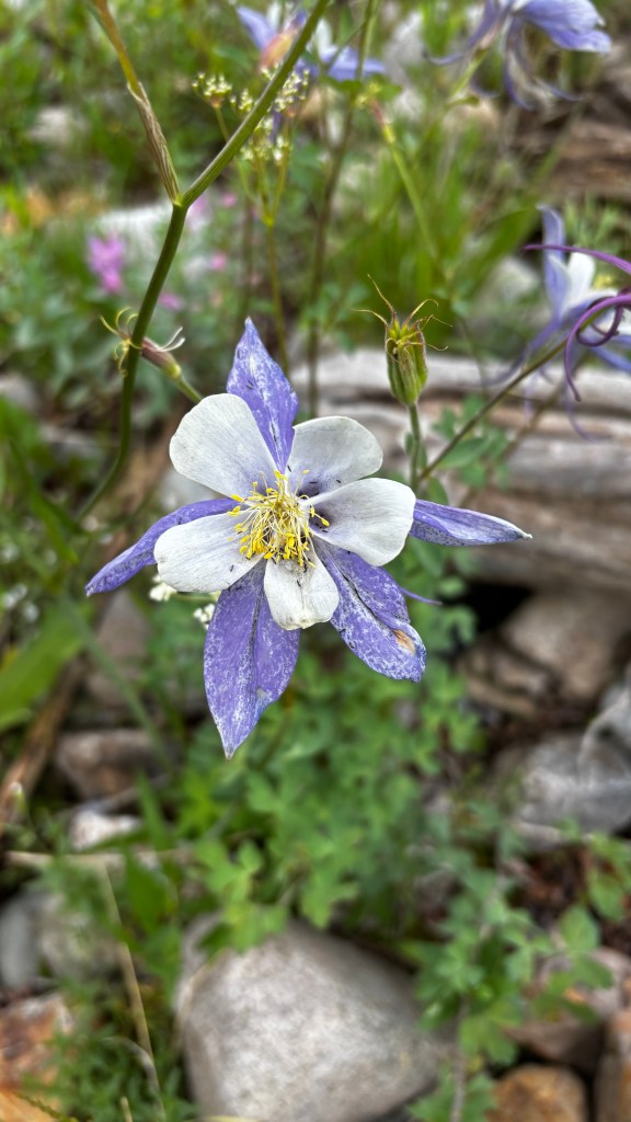 Colorado Blue Columbine 