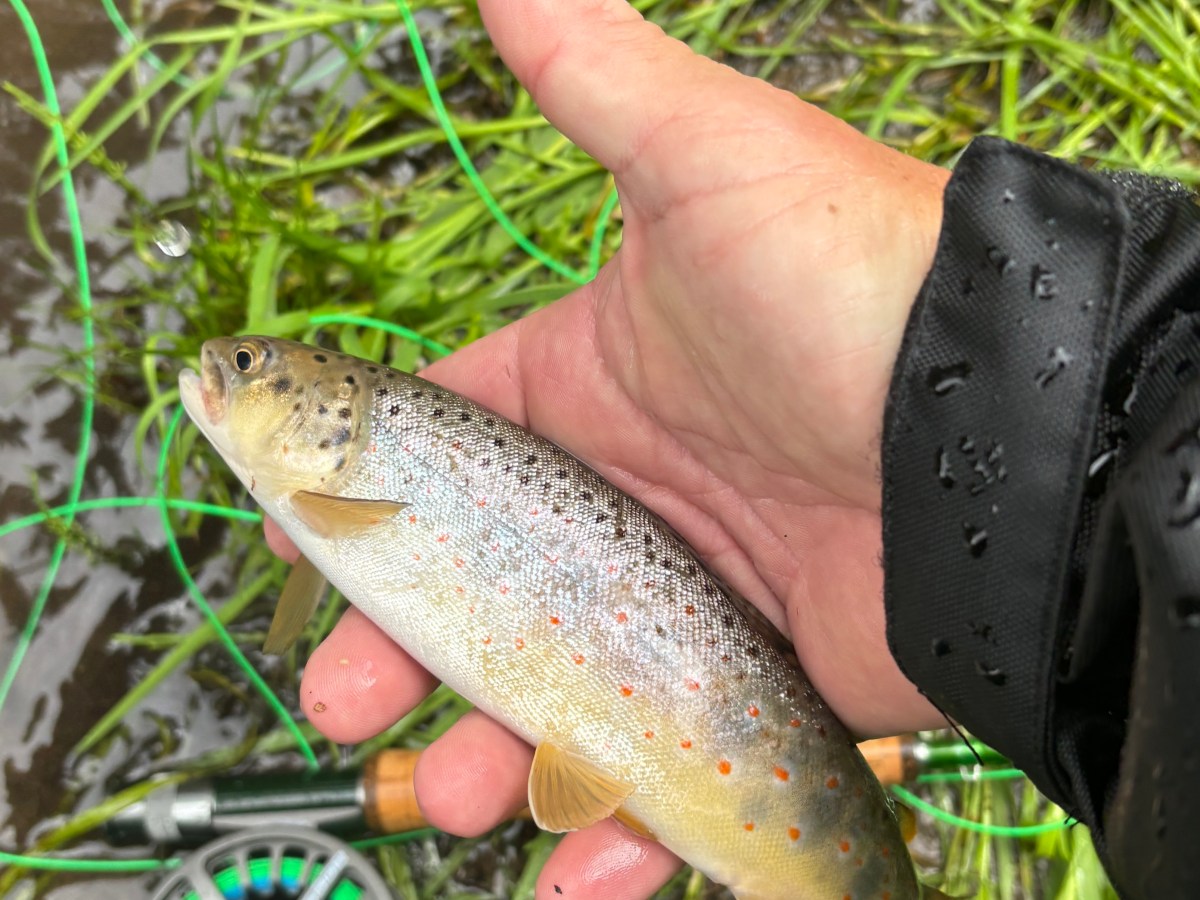 Saving Trout: Conservation Efforts, Native Restoration, and the Bugs That Make It Possible 
