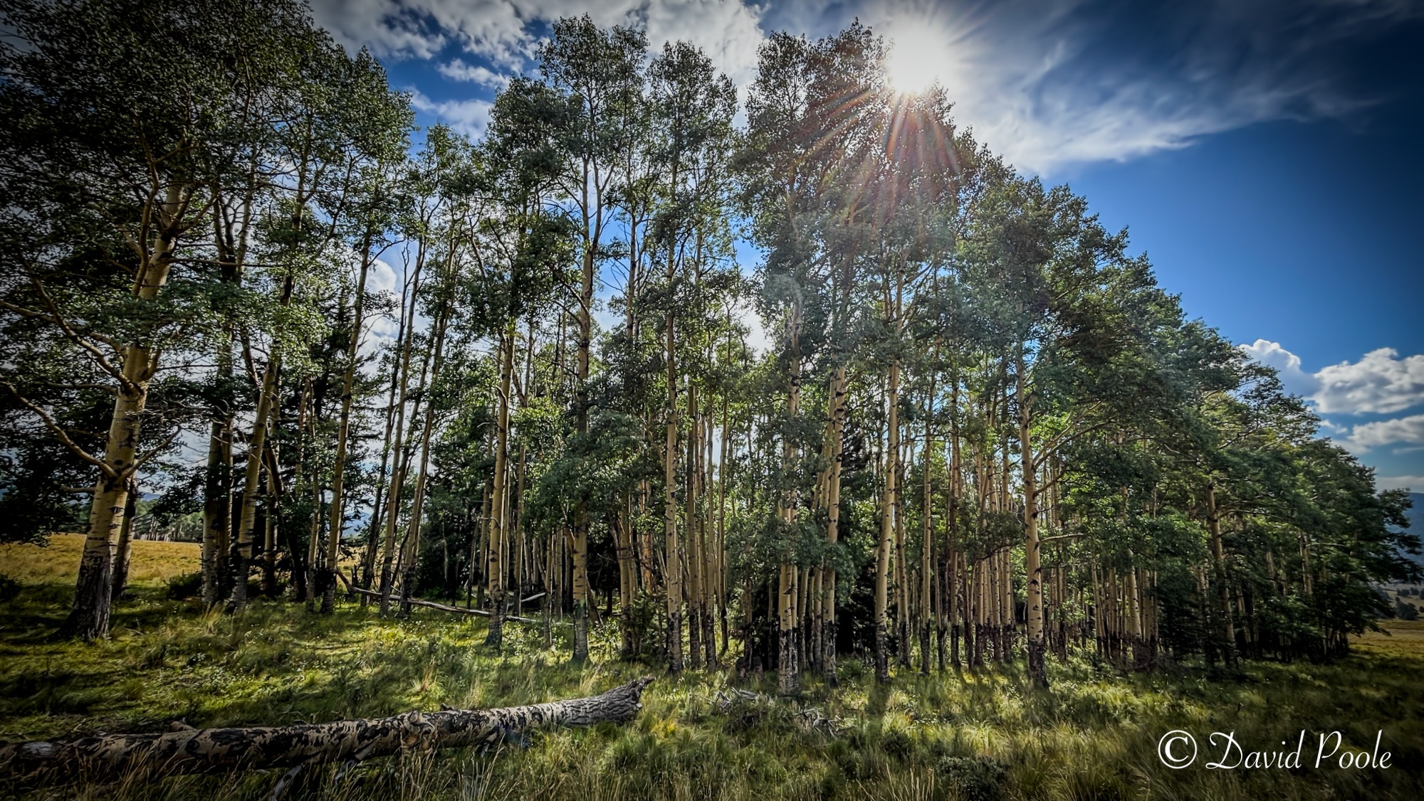 Among the Aspens: A Moment in New Mexico