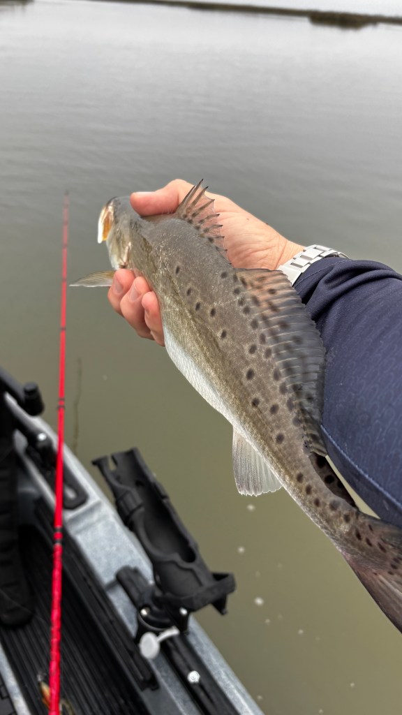 Speckled trout caught on a fly rod in Galveston West Bay during spring fly fishing trip