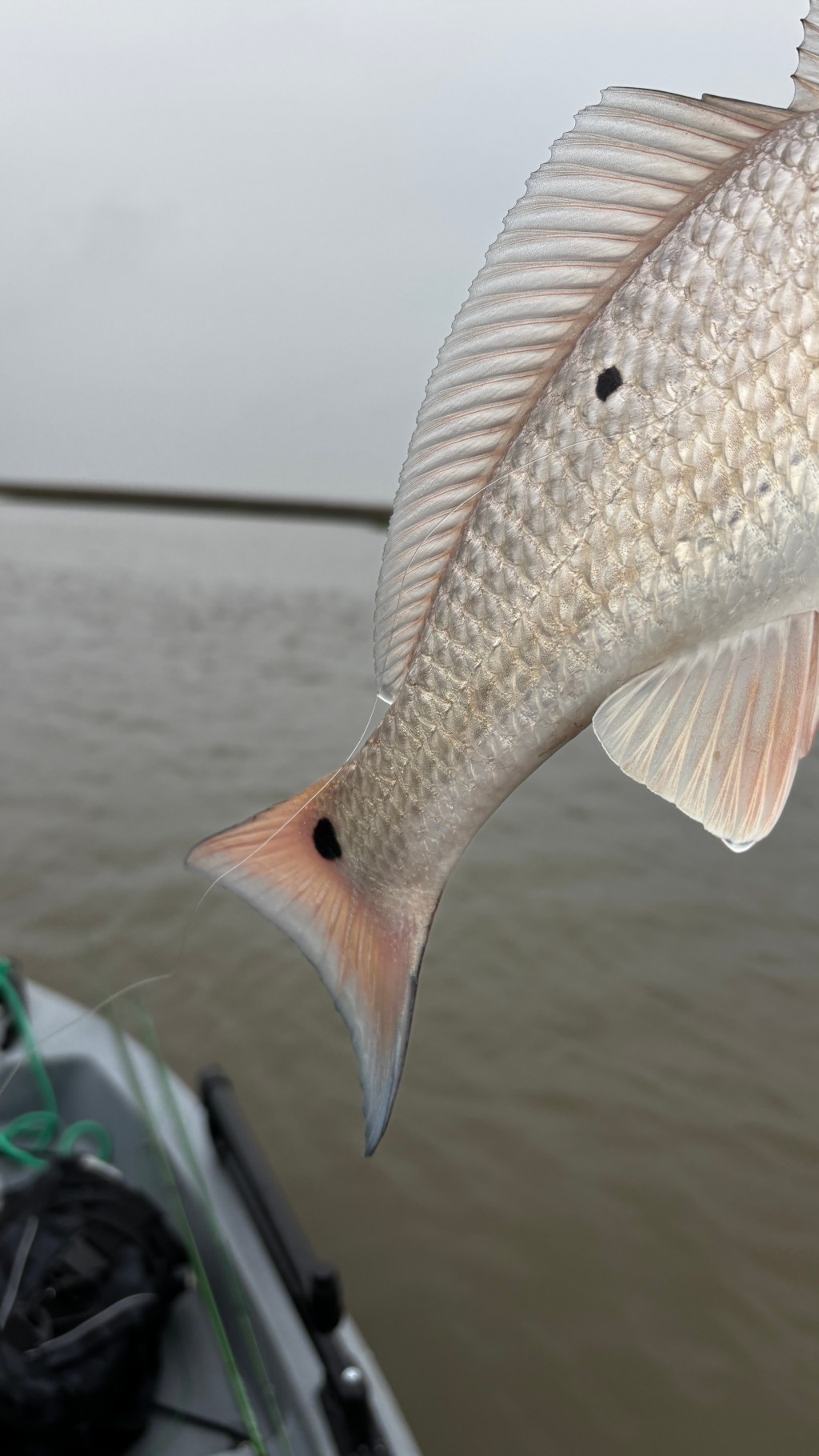 Beyond the Cast: Saltwater Fly Fishing for Redfish and Speckled Trout in Galveston West&nbsp;Bay