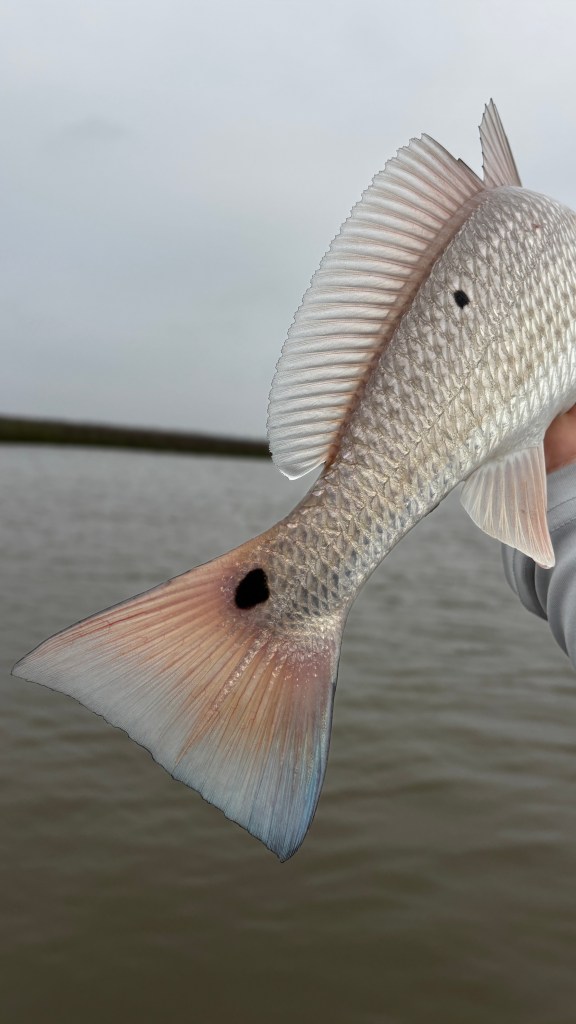 Redfish caught in Galveston West Bay using an imitation crab fly, displayed in shallow coastal water