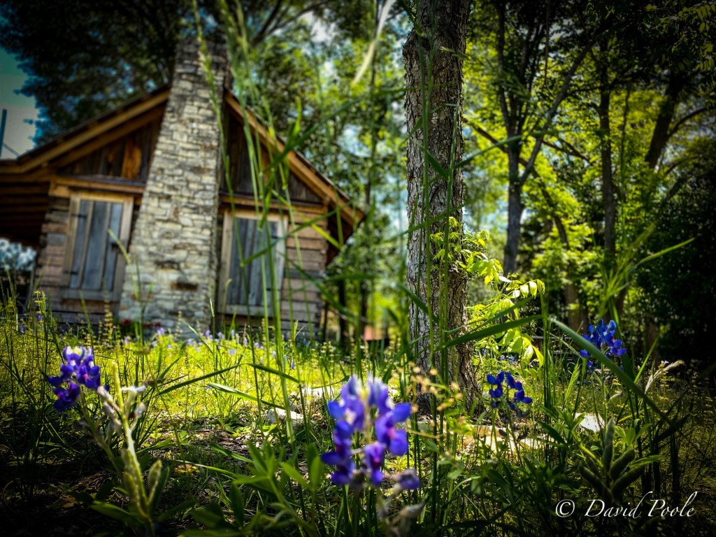 Texas Hill Country cabin with bluebonnets in full bloom, low-angle photography capturing rustic charm and wildflowers in spring